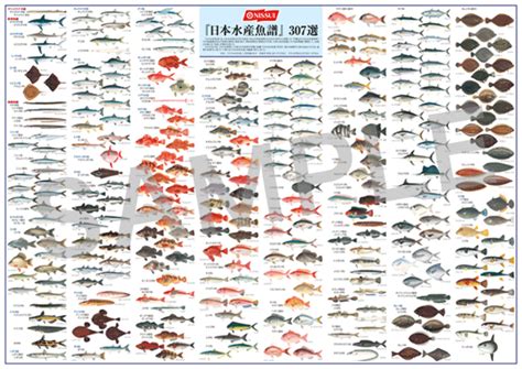 廚櫃 日本魚種類